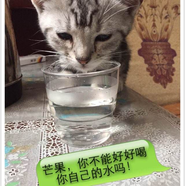 办理德门学院文凭毕业证